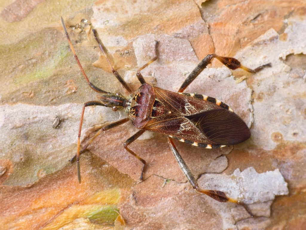 Leptoglossus occidentalis Heidemann, 1910